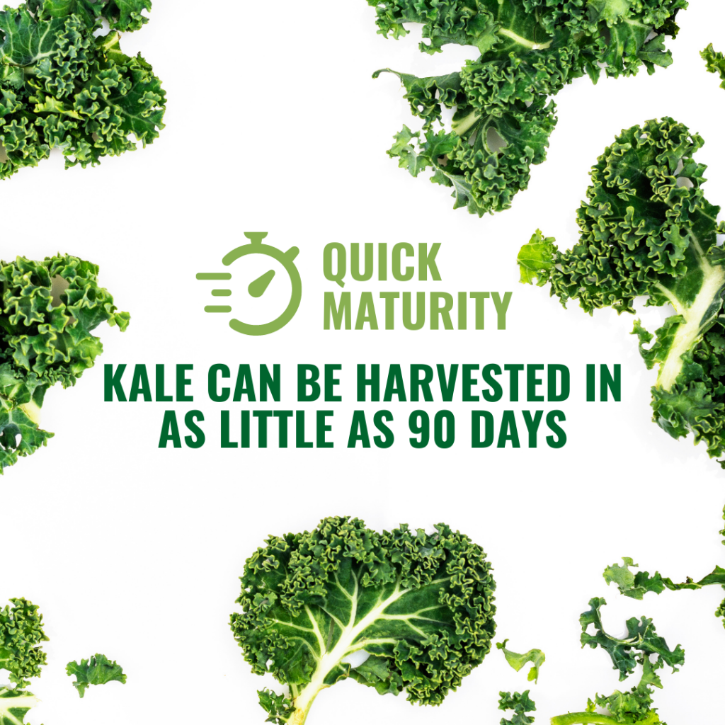 kale can grow fast