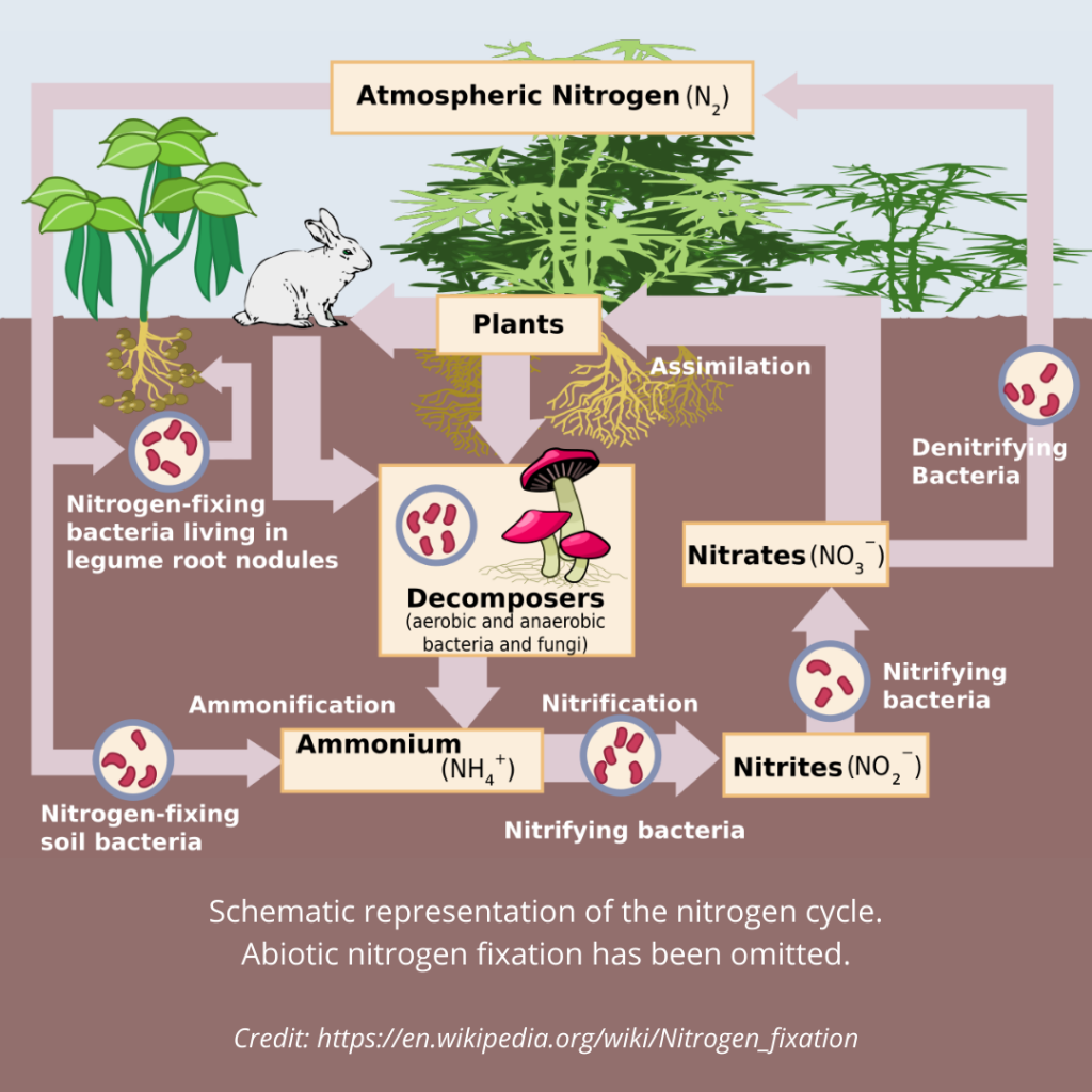 nitrogen cycle