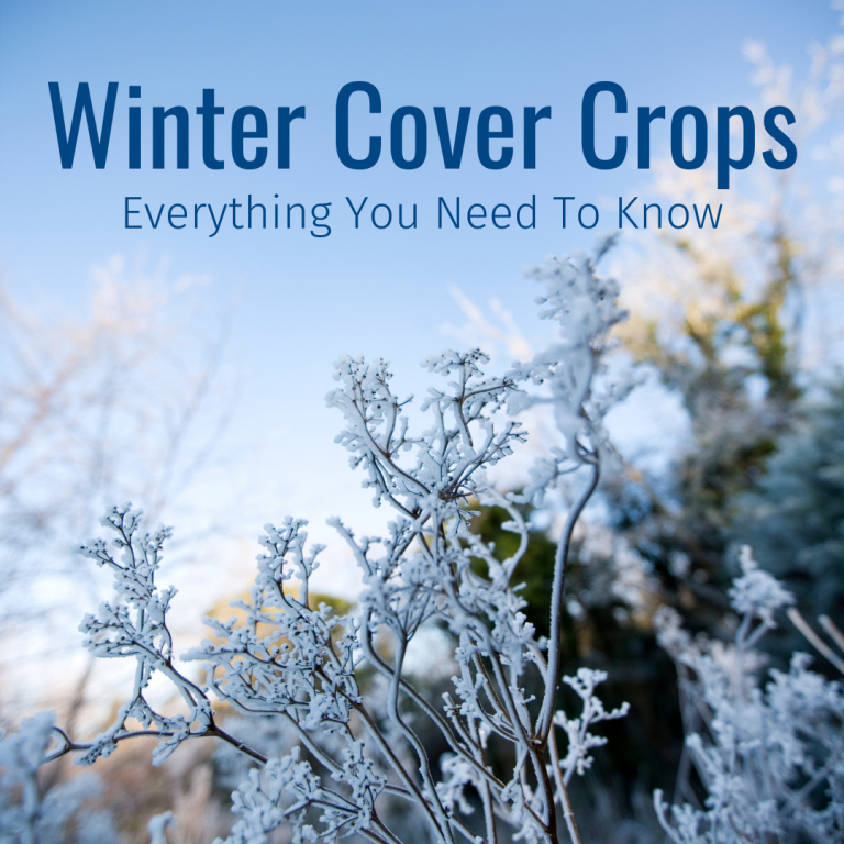 Winter Cover Crops: What You Need To Know | GO Seed