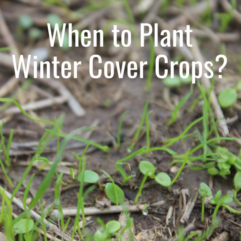 when to plant winter cover crops