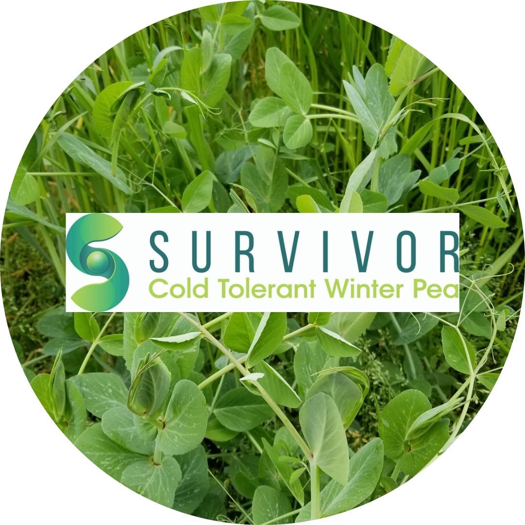 survivor peas for sale