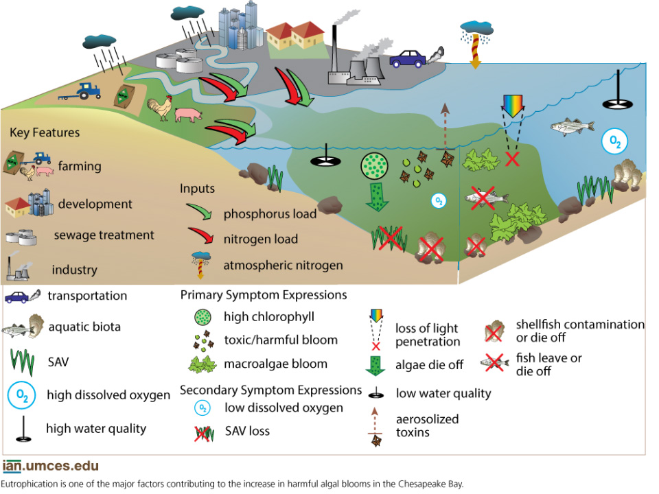 eutrophication