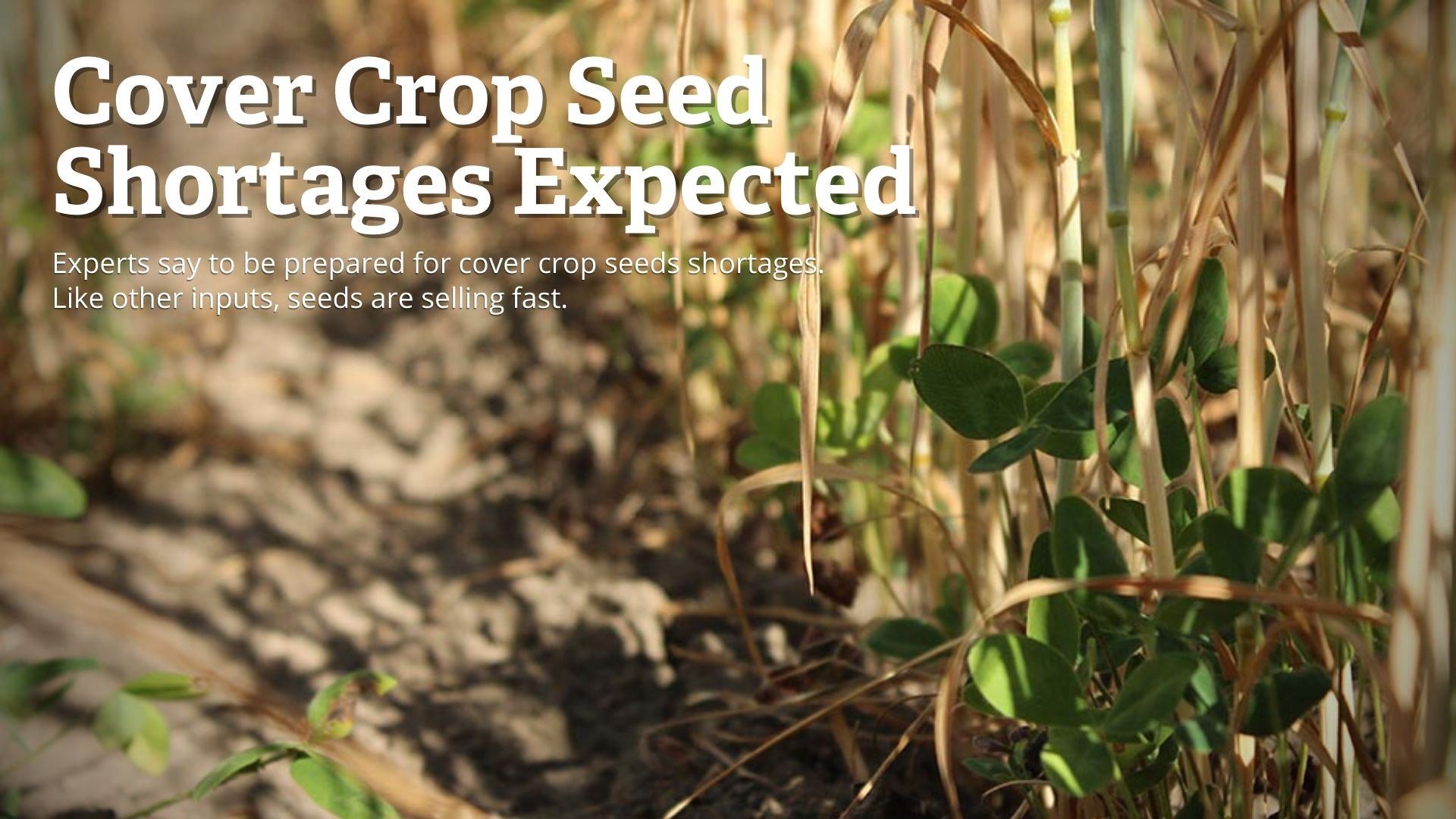 Cover Crop Seed Shortages Expected GO Seed