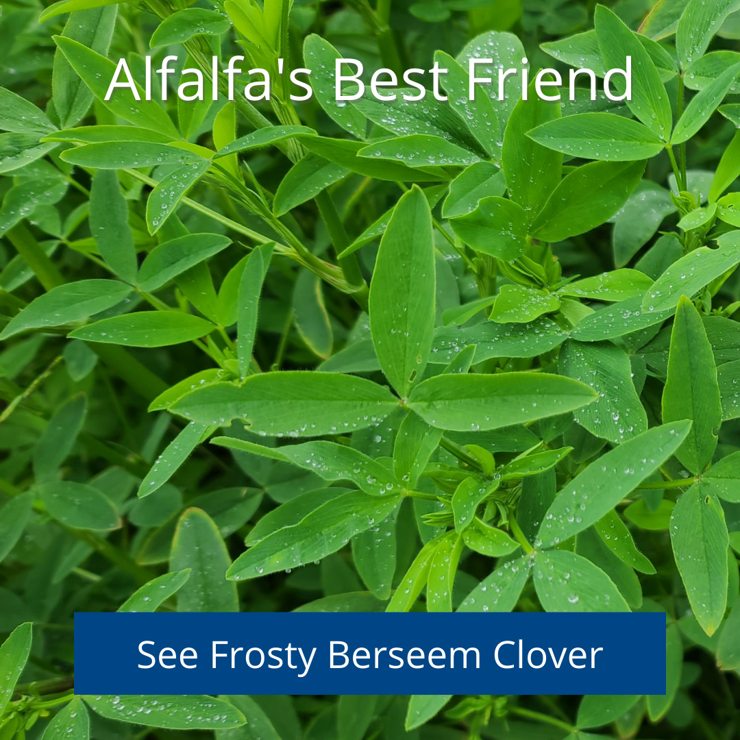 frosty berseem clover