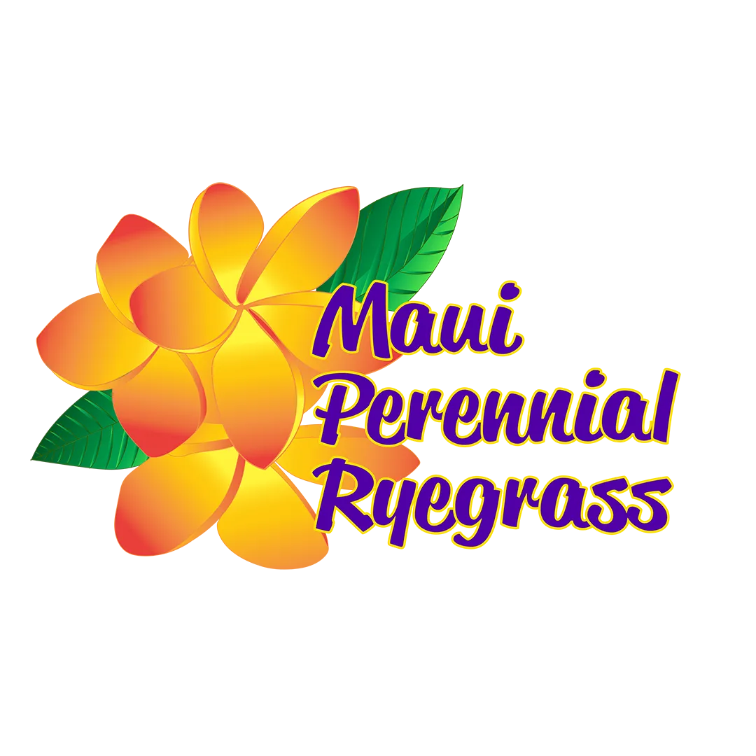 Maui Perennial Ryegrass