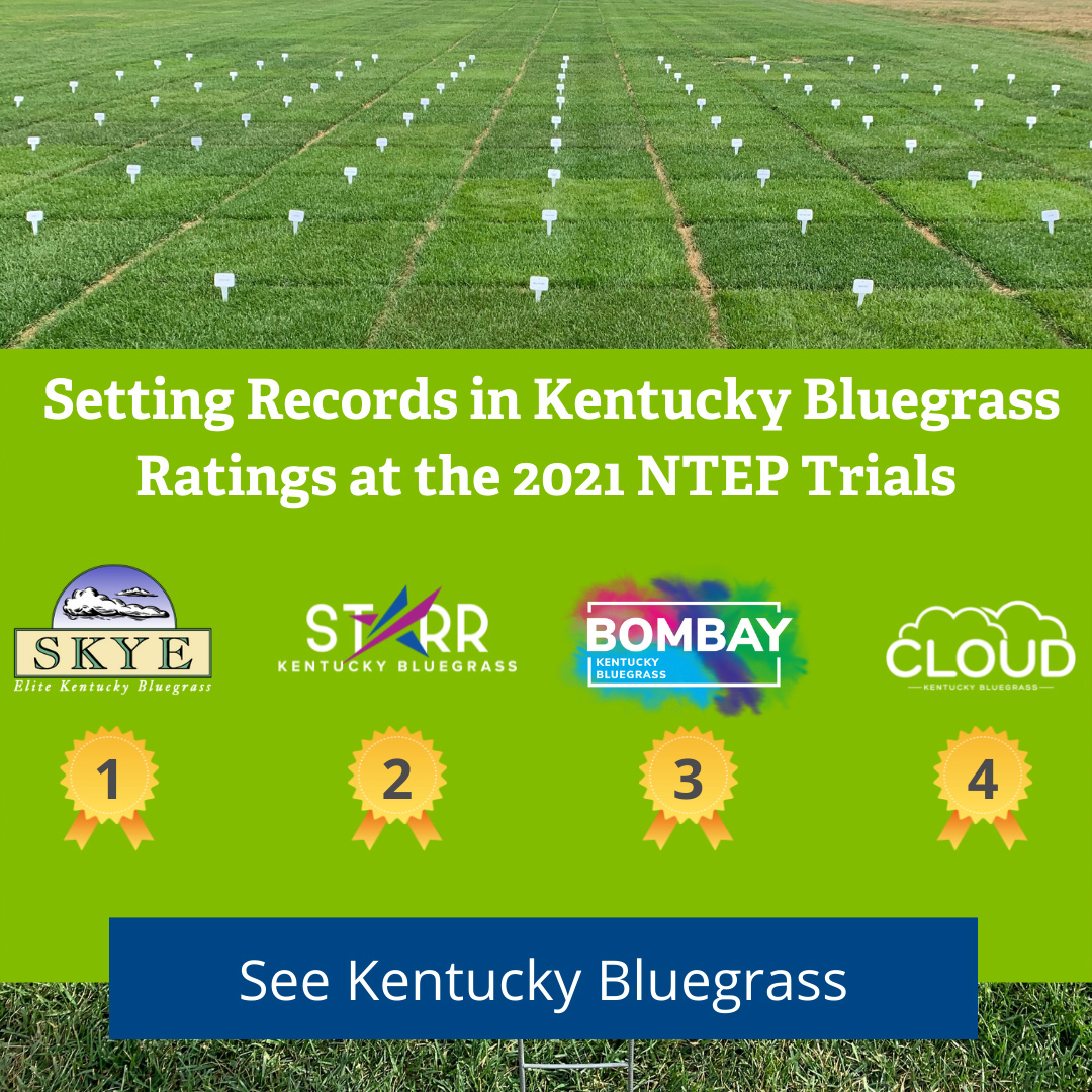 Kentucky Bluegrass