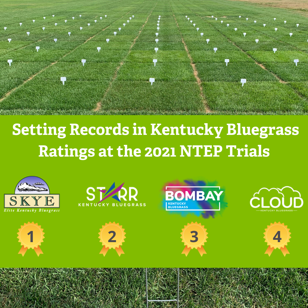 Kentucky bluegrass