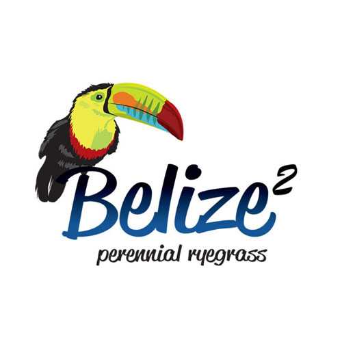 Belize Perennial ryegrass