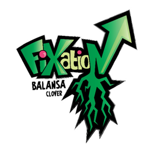Fixation Balansa clover