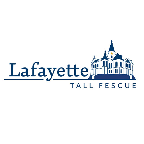 Lafayette tall fescue