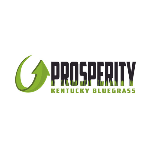 Prosperty Kentucky Bluegrass