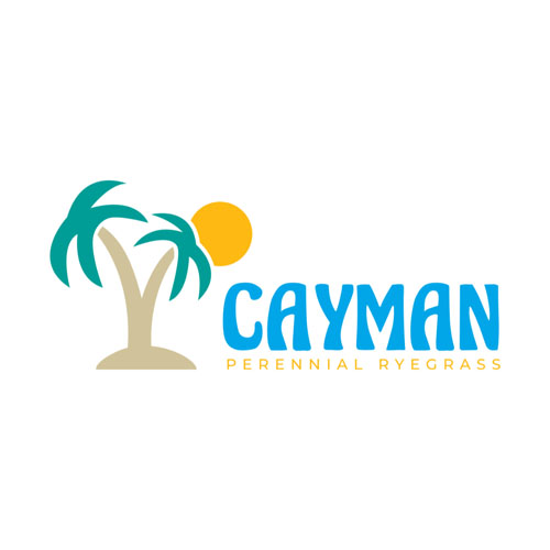 cayman perennial ryegrass