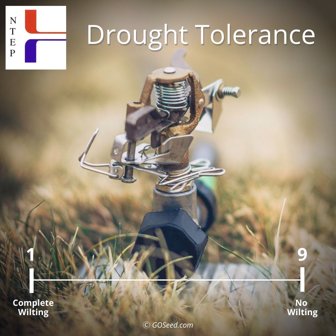 national evaluation turfgrass program drought tolerance