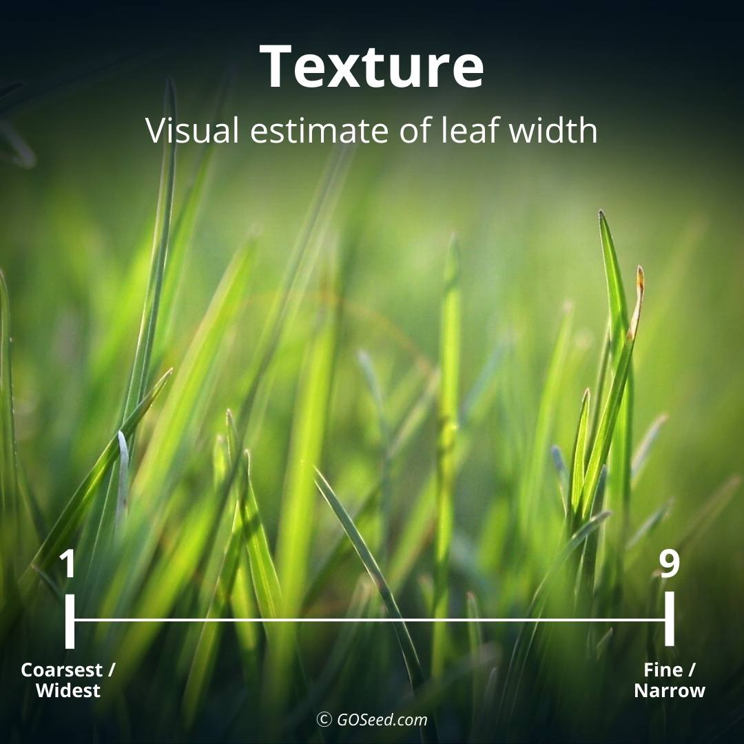 close up of grass with the sharp blade visible