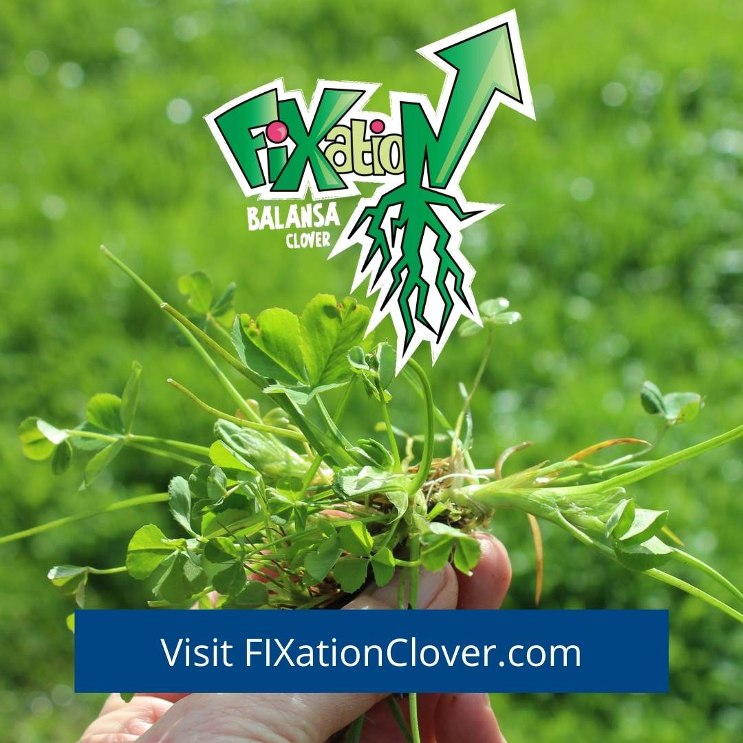 fixation clover