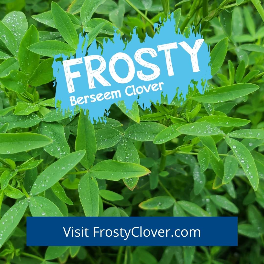 frosty-clover-banner