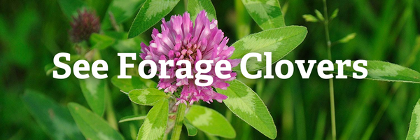 see forage clovers