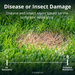 Disease or Insect Damage