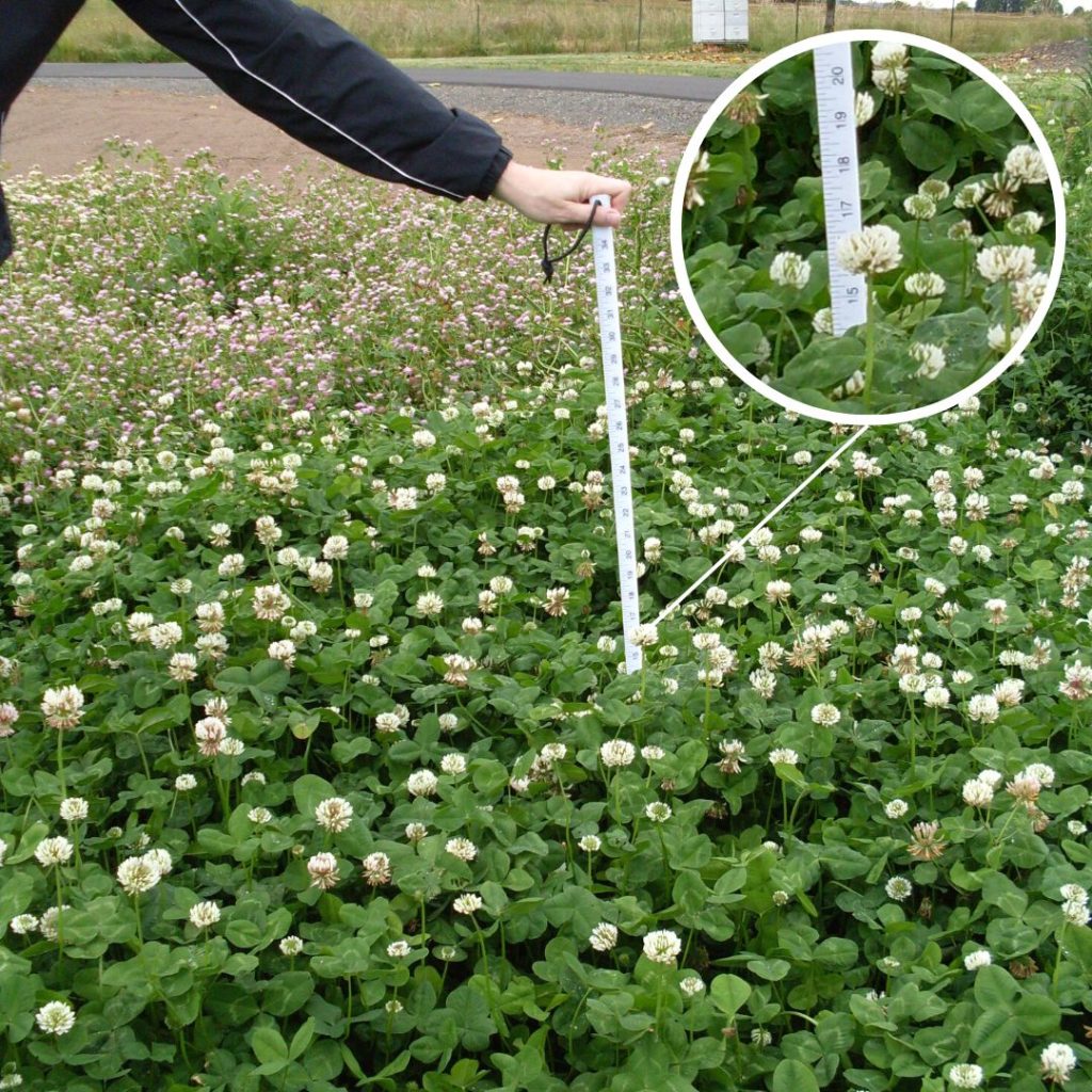 Promote Soil Health with White Clover Cover Crops | GO Seed