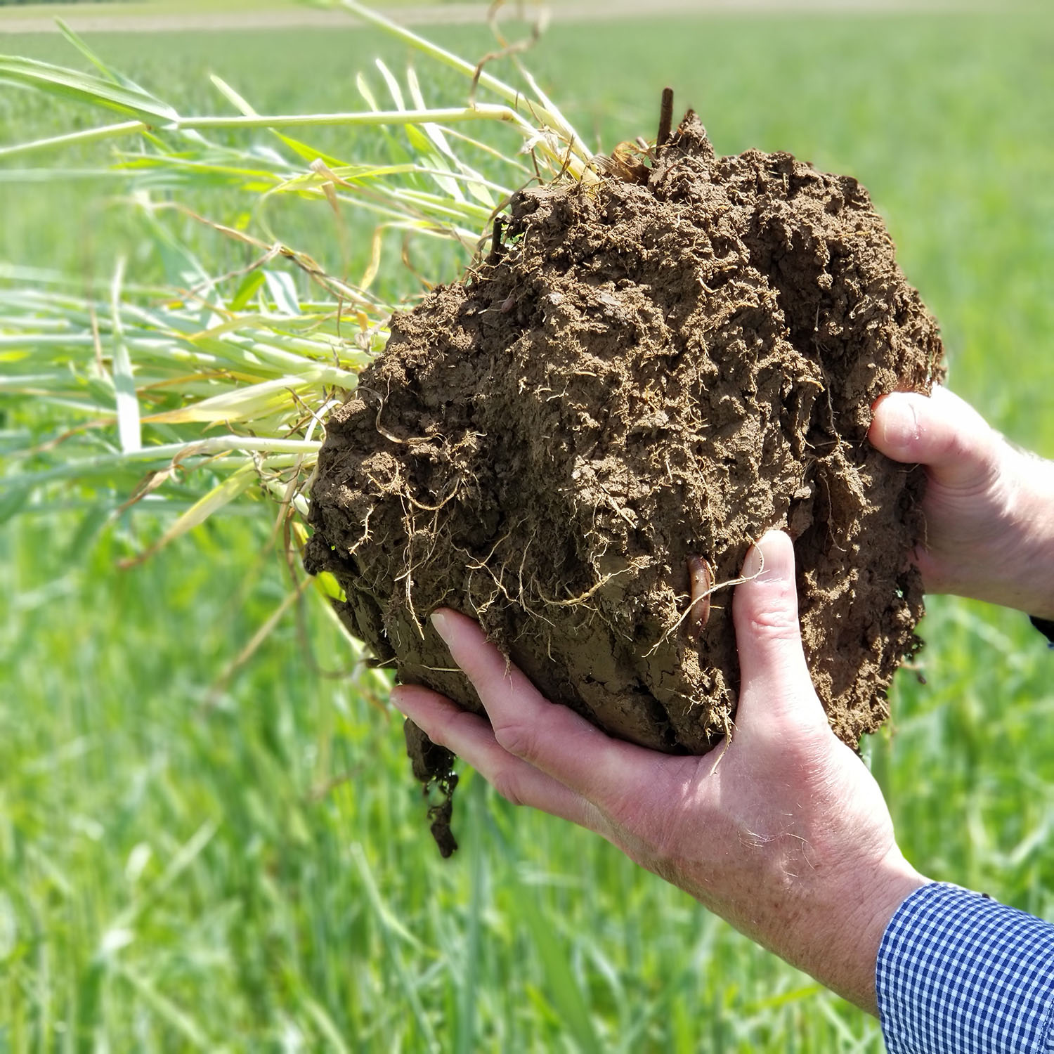 Cereal Rye Root Mass