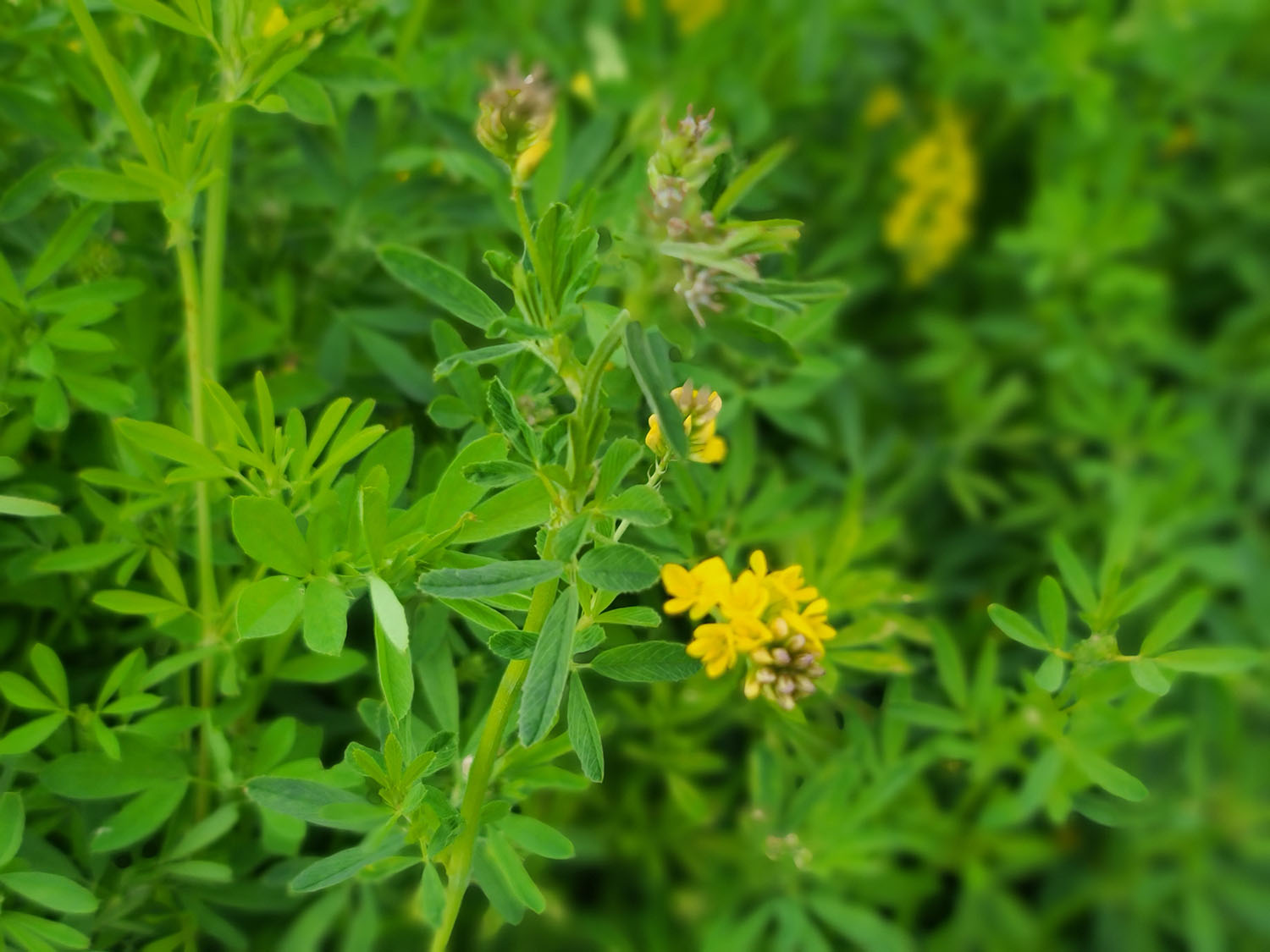 Falcata Alfalfa