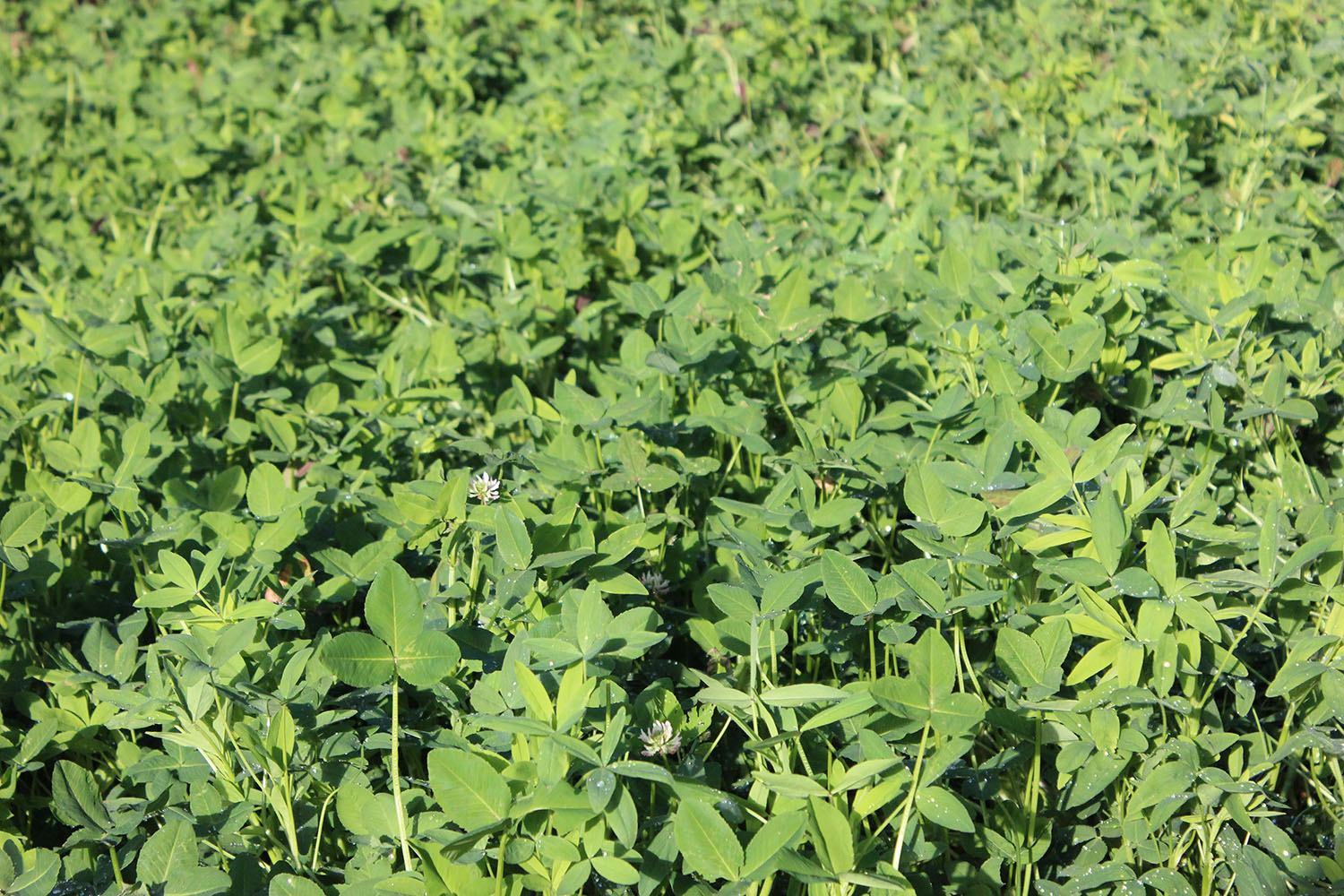 Unlocking the Power of Legumes