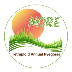 Tetraploid Annual Ryegrass