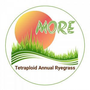 Tetraploid Annual Ryegrass
