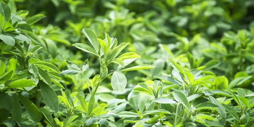 forage_slider_alfalfa forage_slider_alfalfa