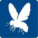 insect